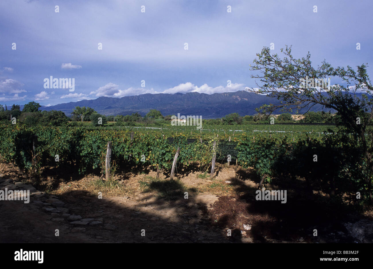 Vignes à Concepcion Valley , près de Tarija , Bolivie Banque D'Images