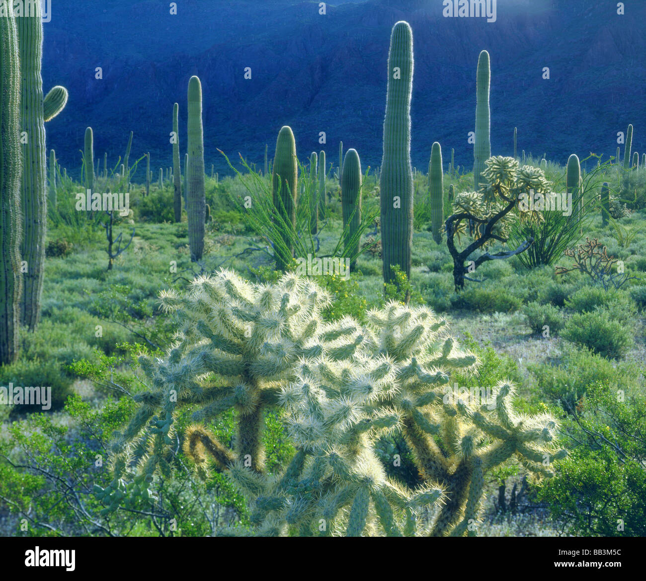 USA, Arizona, orgue Pipe Cactus National Monument. Le désert est devenu vert au printemps. Banque D'Images