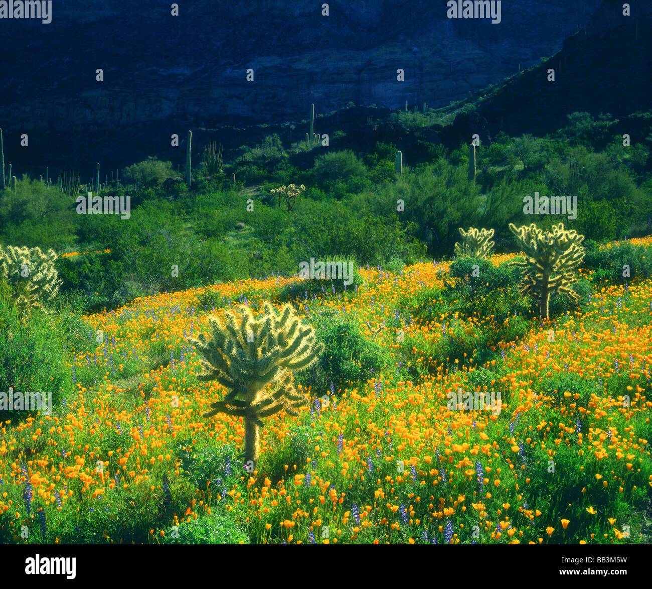 USA, Arizona, orgue Pipe Cactus National Monument. Les fleurs sauvages et les cactus fleurissent au printemps. Banque D'Images