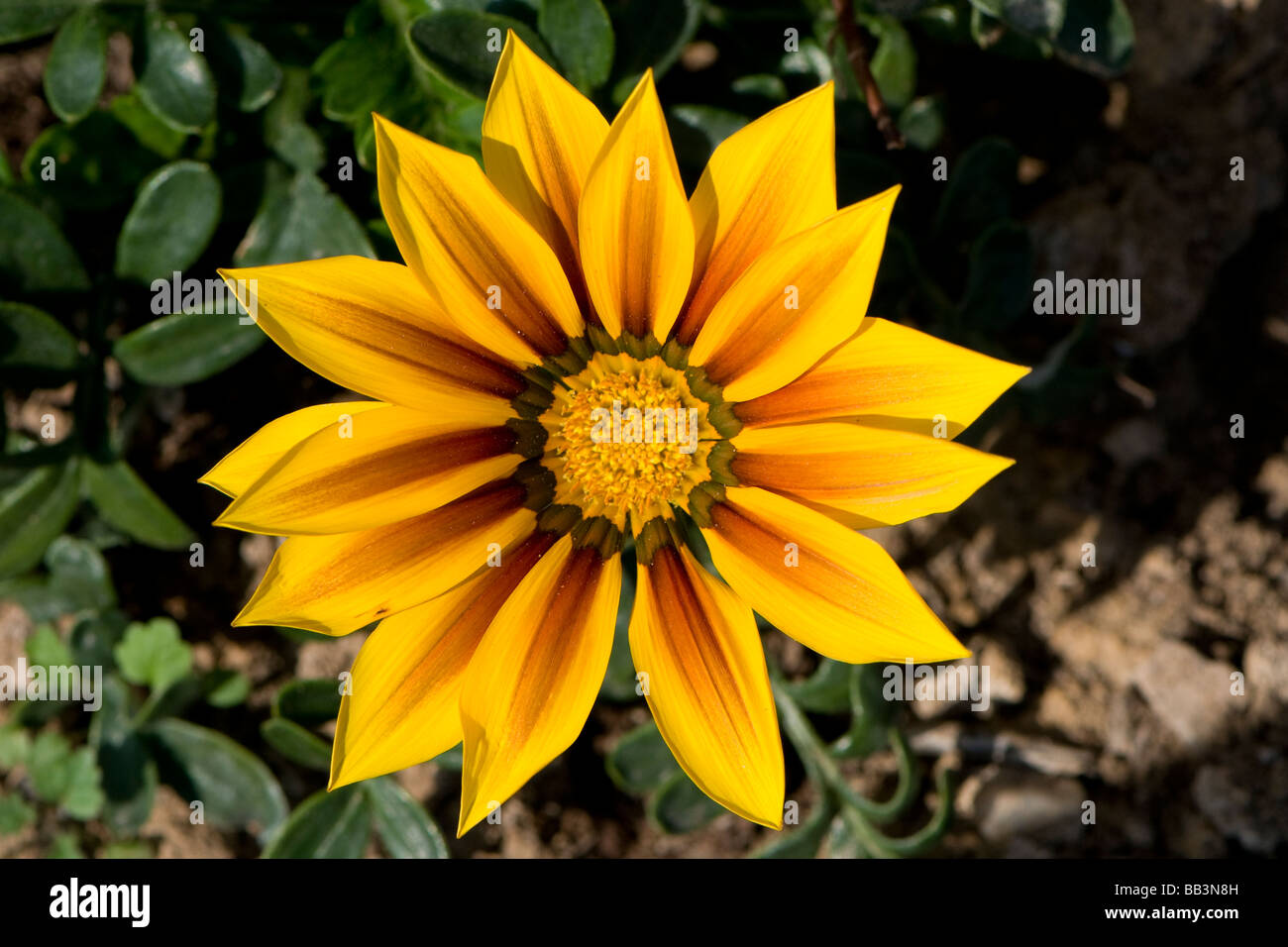 Fleur jaune Banque D'Images