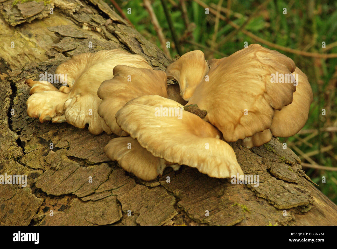 Pleurote Pleurotus ostreatus - Banque D'Images