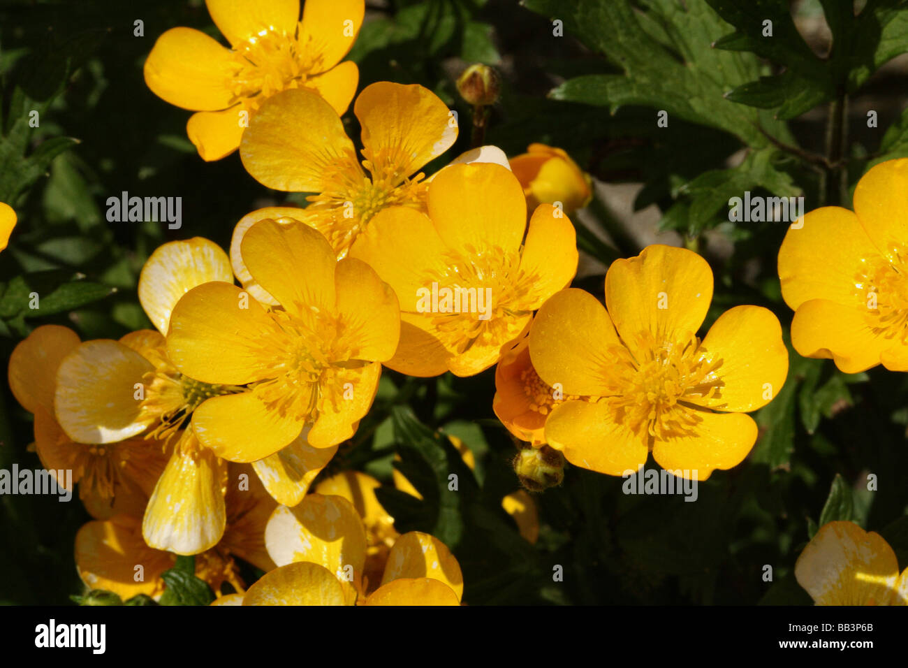 La Renoncule rampante Ranunculus repens famille fleur en macro ou close up detail structure montrant Banque D'Images