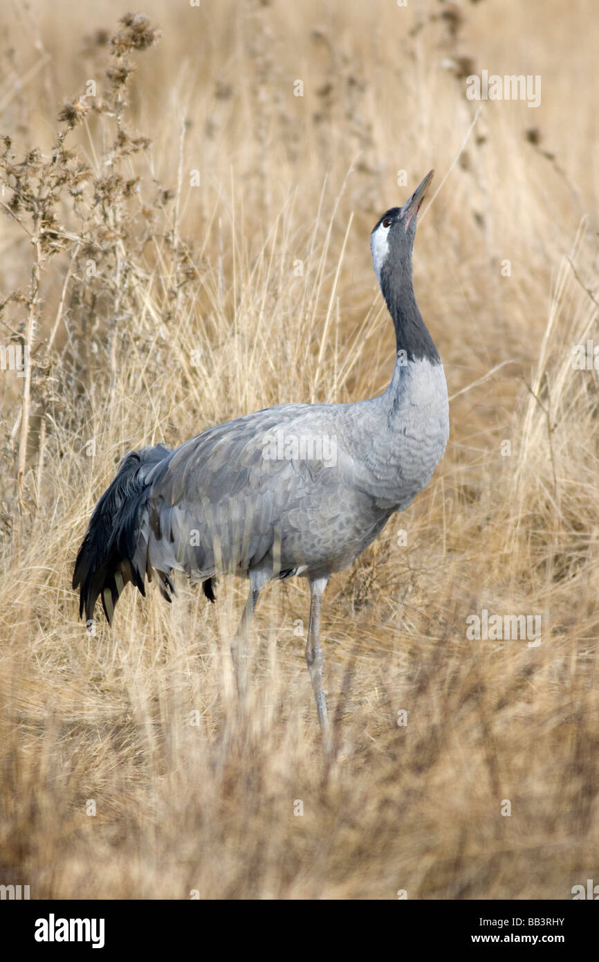 Grue cendrée Grus grus boire à Aragon Espagne Gallocanta Banque D'Images