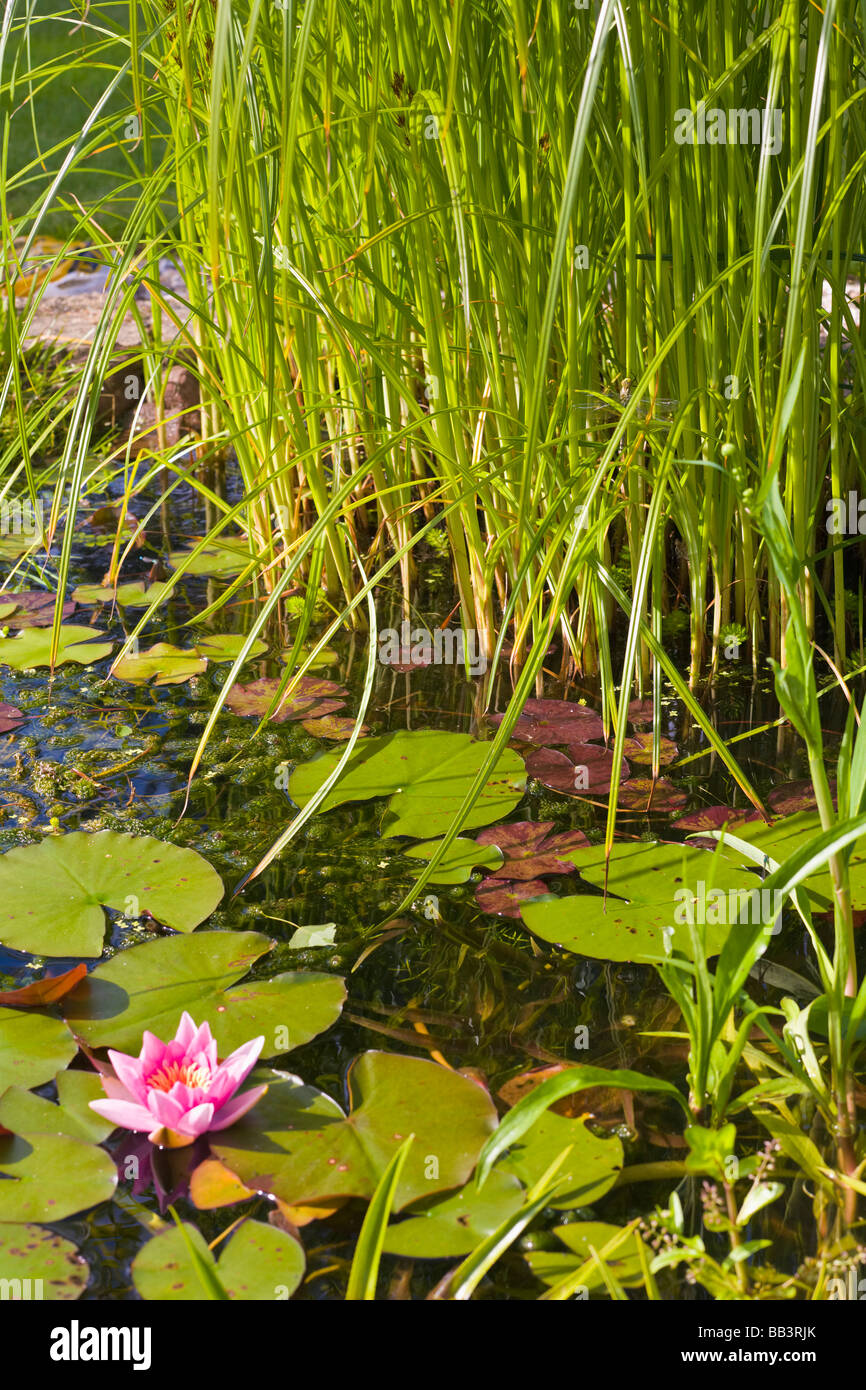 Étang de jardin et plantes aquatiques Banque D'Images