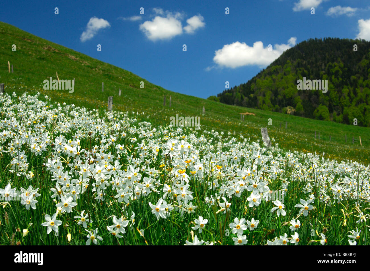 Mountain meadow with blossoming narcisses, jonquilles, Montreux Narcissus poeticus, près de Montreux, Vaud, Suisse Banque D'Images