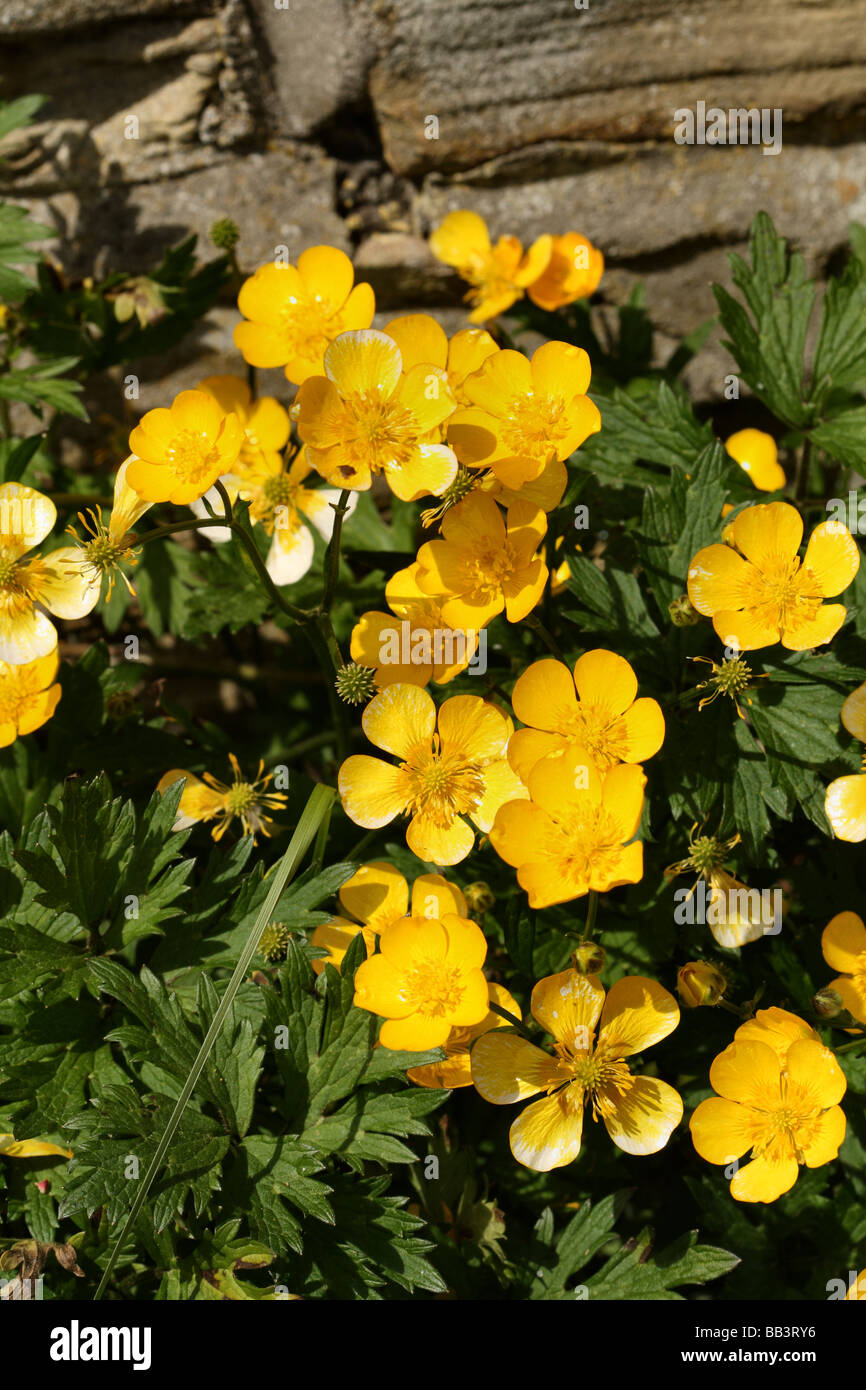 La Renoncule rampante Ranunculus repens famille fleur en macro ou close up detail Banque D'Images