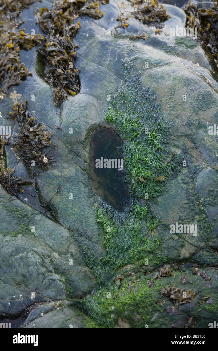 L'indentation dans le rocher connu sous le nom de Saint Patrick, présence à l'île Rouge, Skerries, comté de Dublin, Irlande Banque D'Images