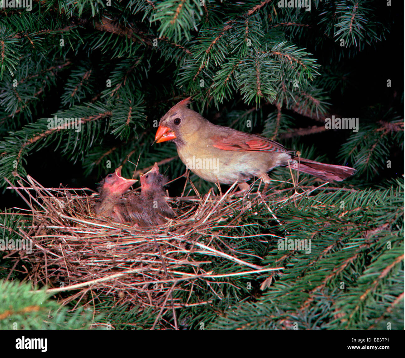 Cardinal Rouge Femme Sur Un Nid Avec Les Poussins Photo Stock Alamy