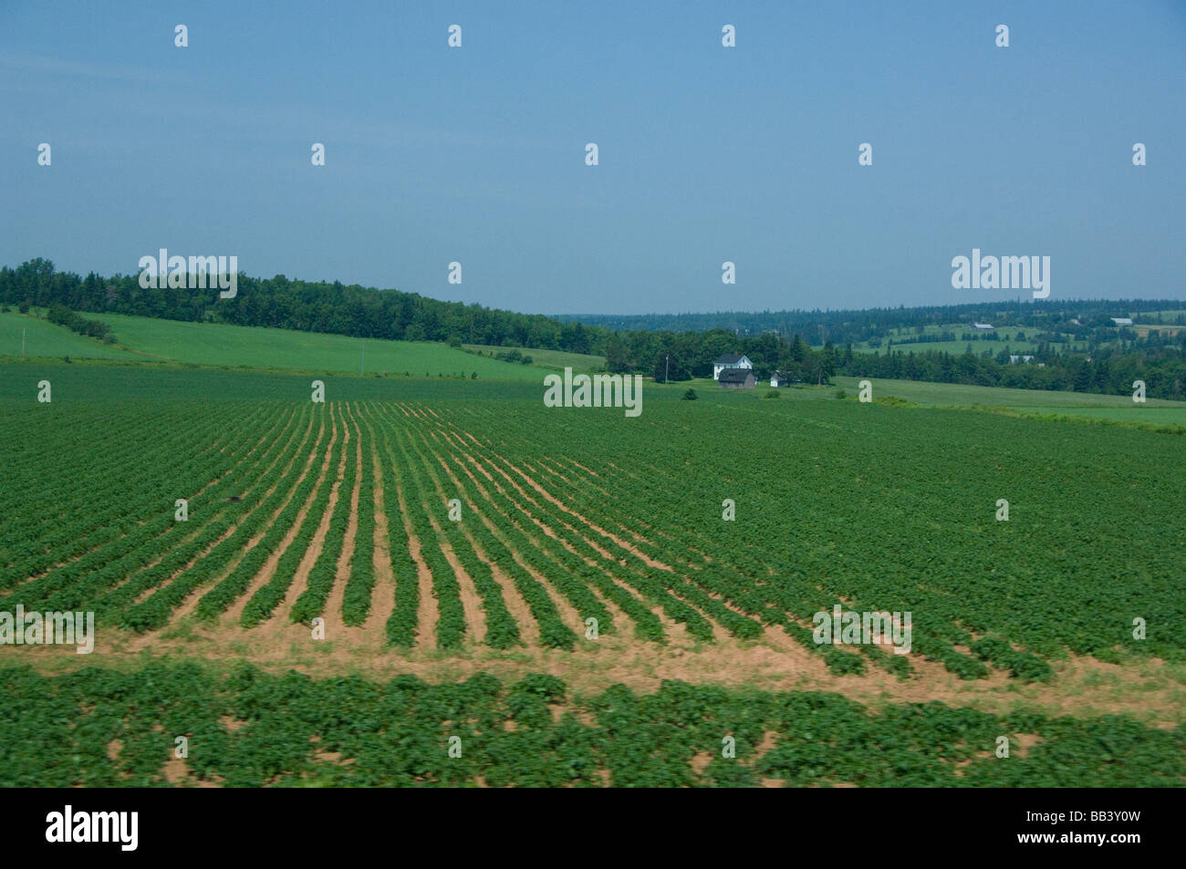 Le Canada, l'Île du Prince Édouard. Vue sur la campagne typique, les exploitations de pommes de terre. Banque D'Images