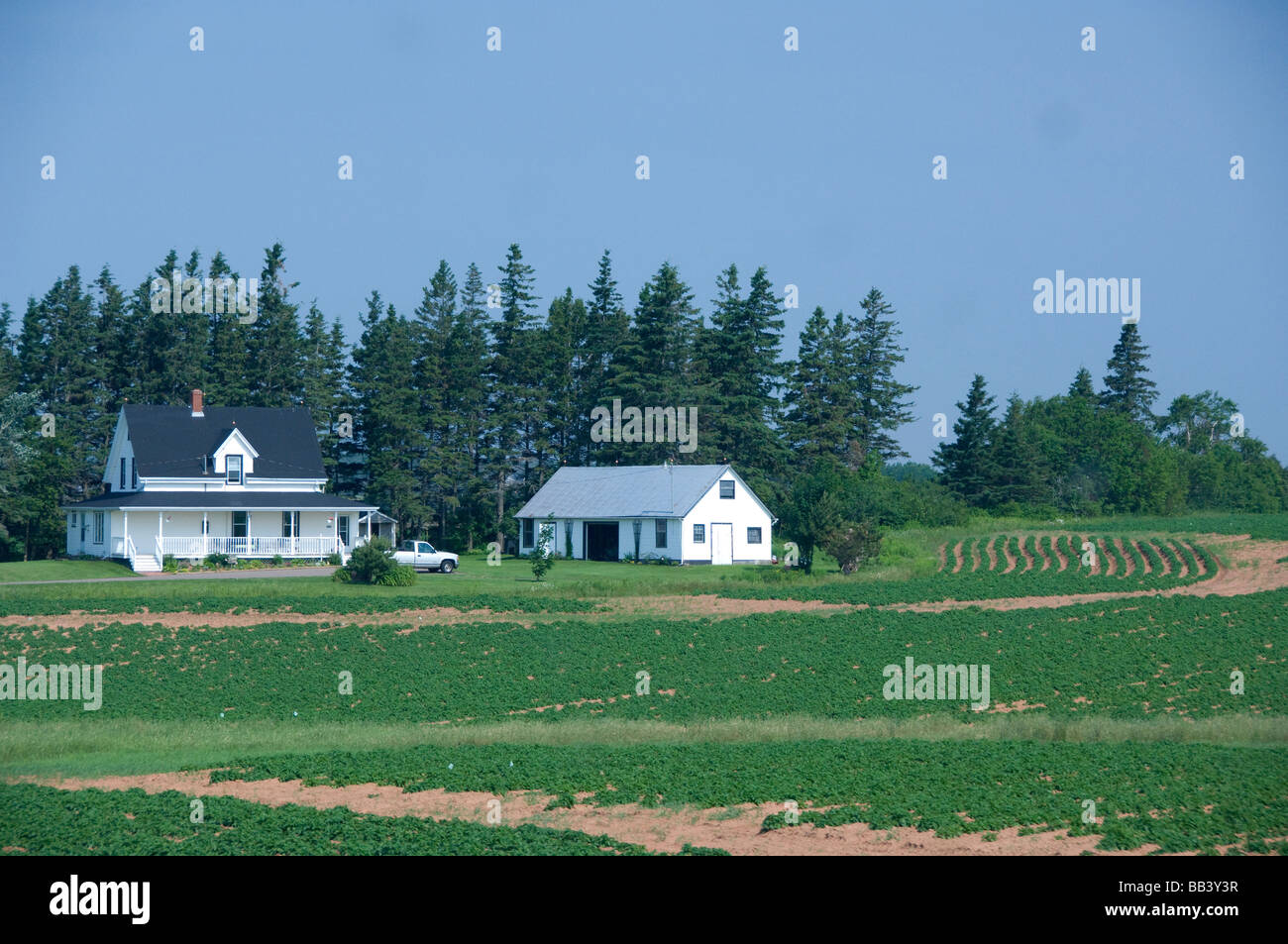 Le Canada, l'Île du Prince Édouard. Vue sur la campagne typique, les exploitations de pommes de terre. Banque D'Images