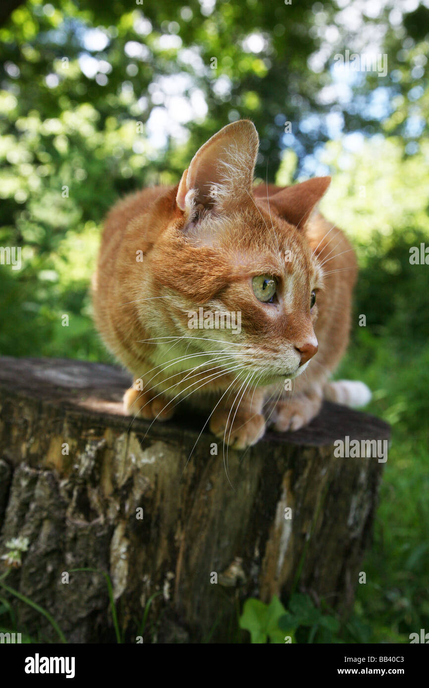 Chat rouge dans un jardin. Banque D'Images