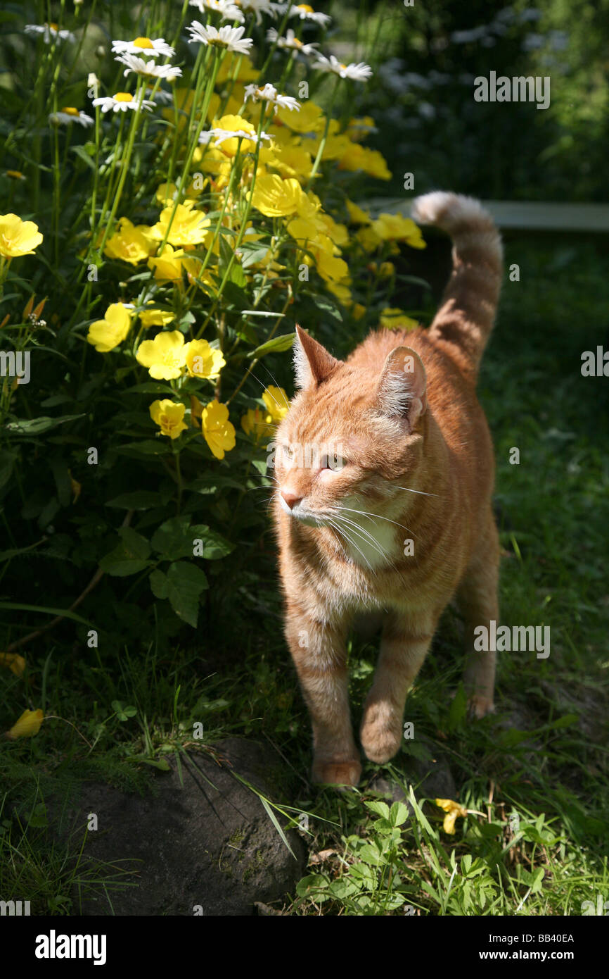 Chat rouge dans un jardin. Banque D'Images