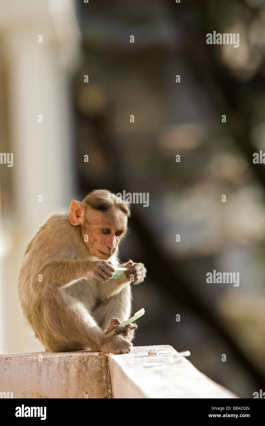 Singe macaque Bonnet sur un mur à la recherche à un peg chiffons Banque D'Images