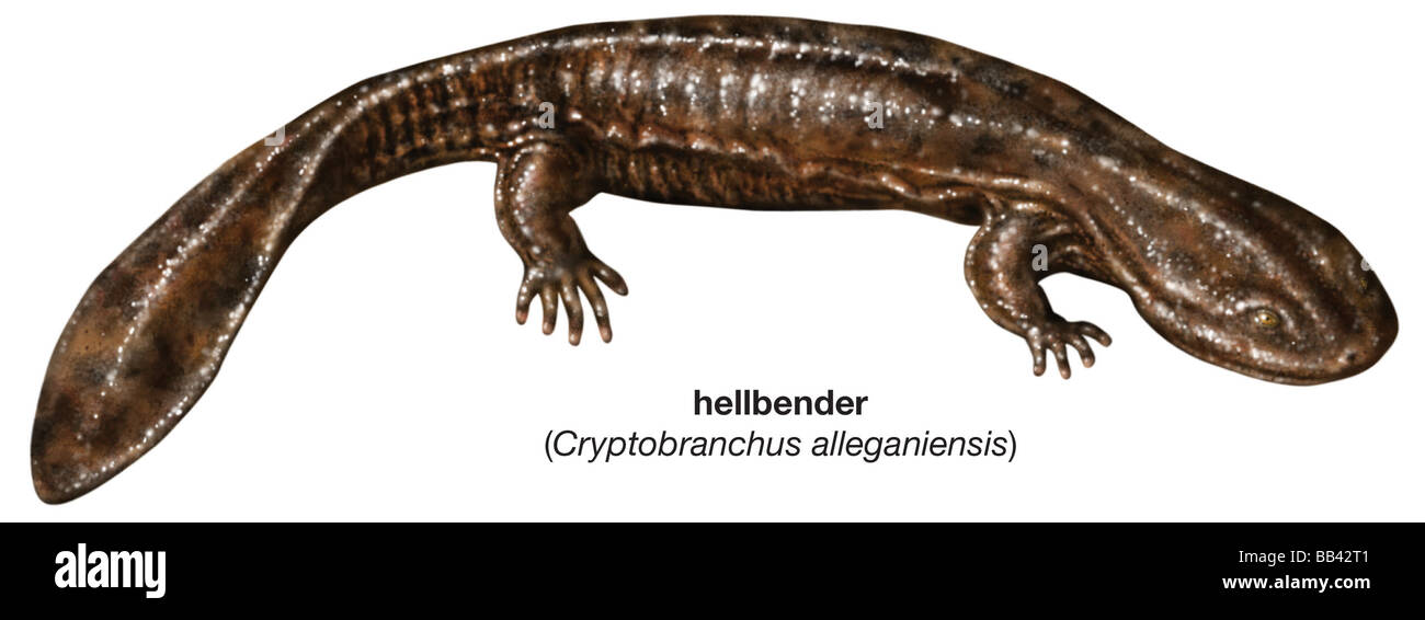 (Cryptobranchus alleganiensis Hellbender) Banque D'Images