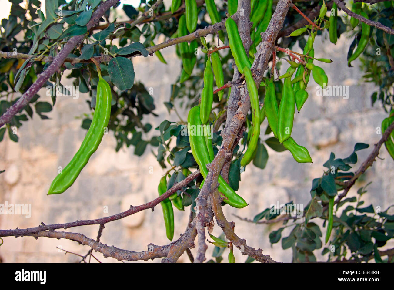 Caroub (Ceratonia siliqua) pods suspendus à un arbre en Turquie Banque D'Images