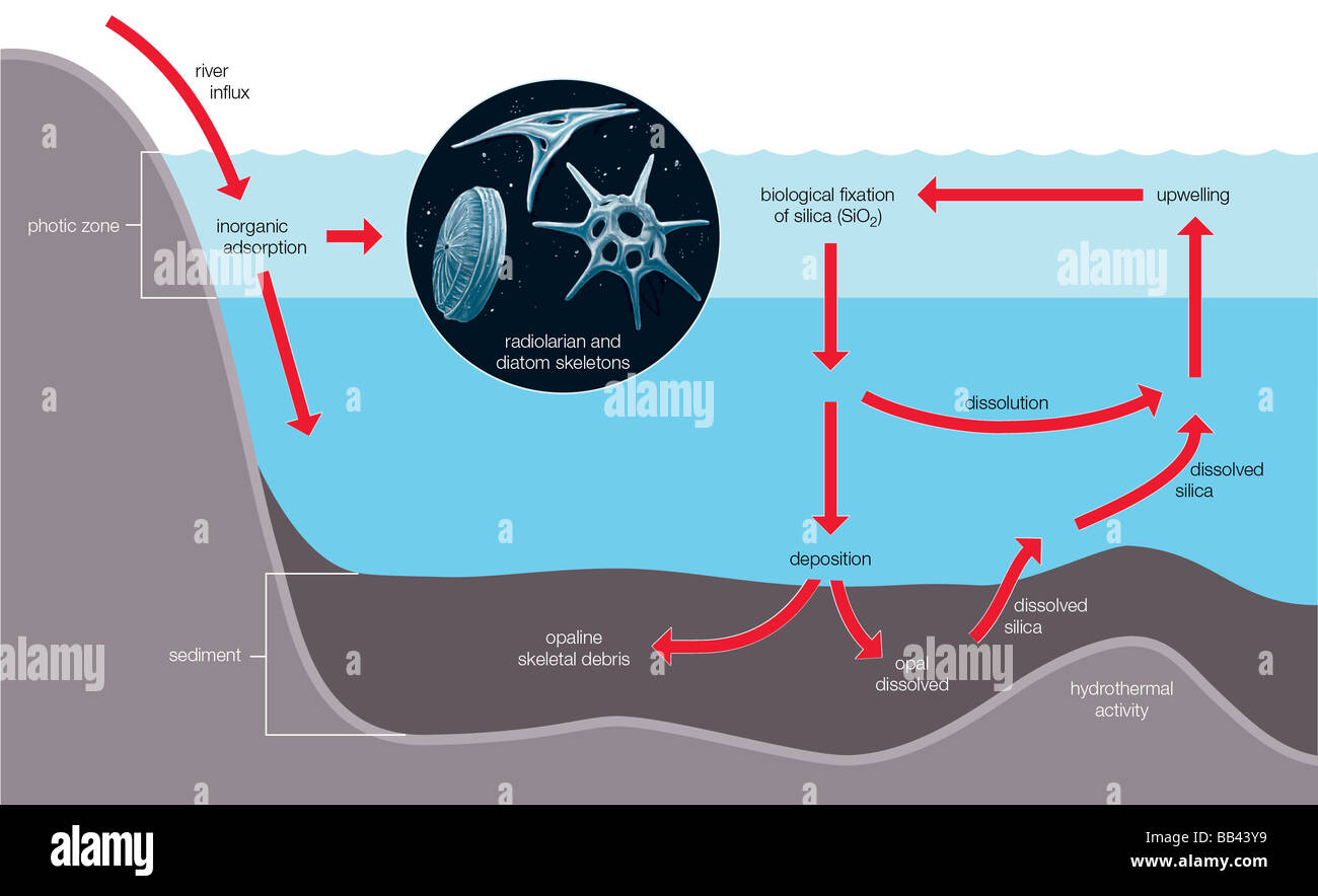 Un schéma retraçant le cycle de la silice par l'environnement marin. Banque D'Images