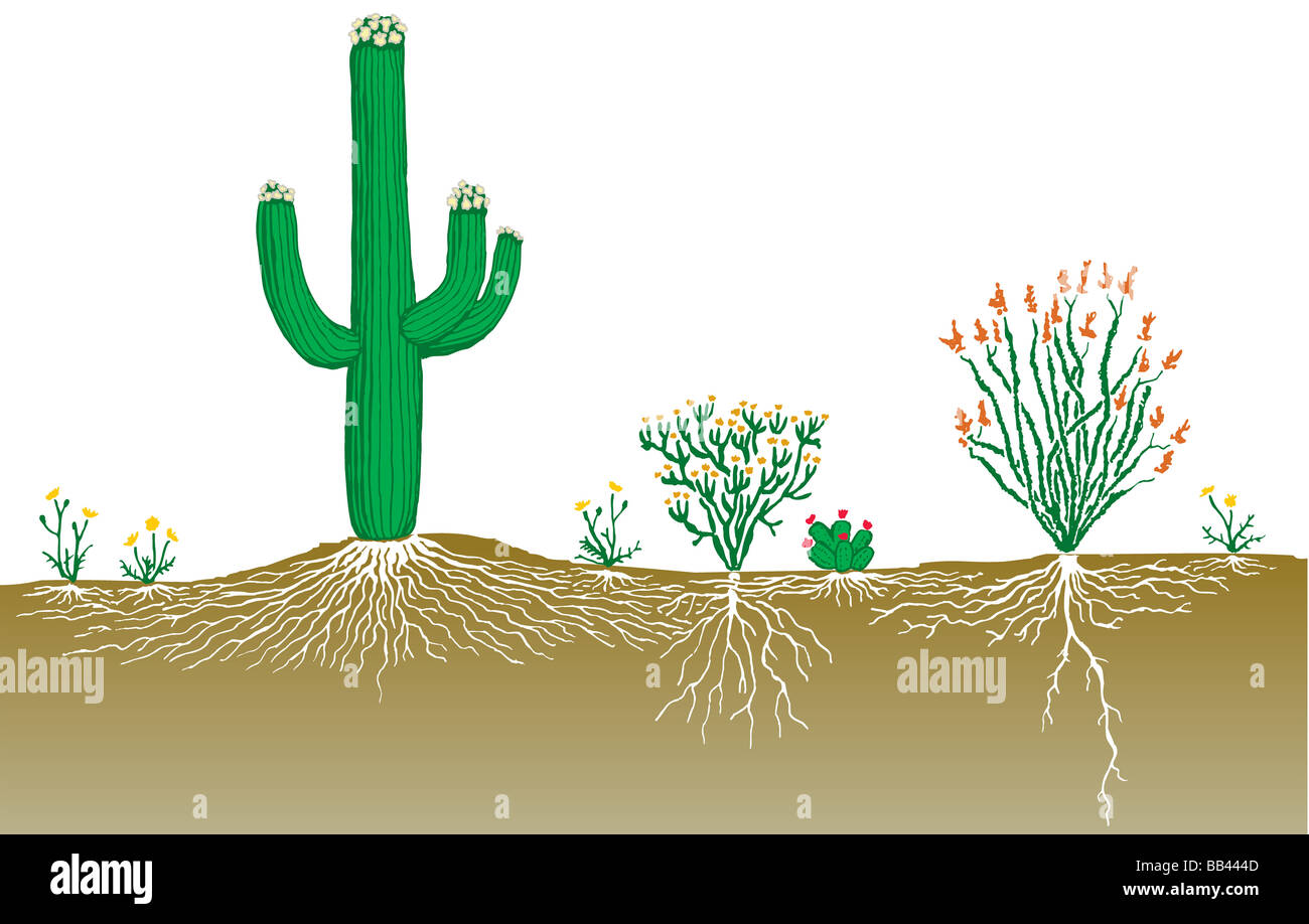 Profil de la végétation d'un désert. Banque D'Images