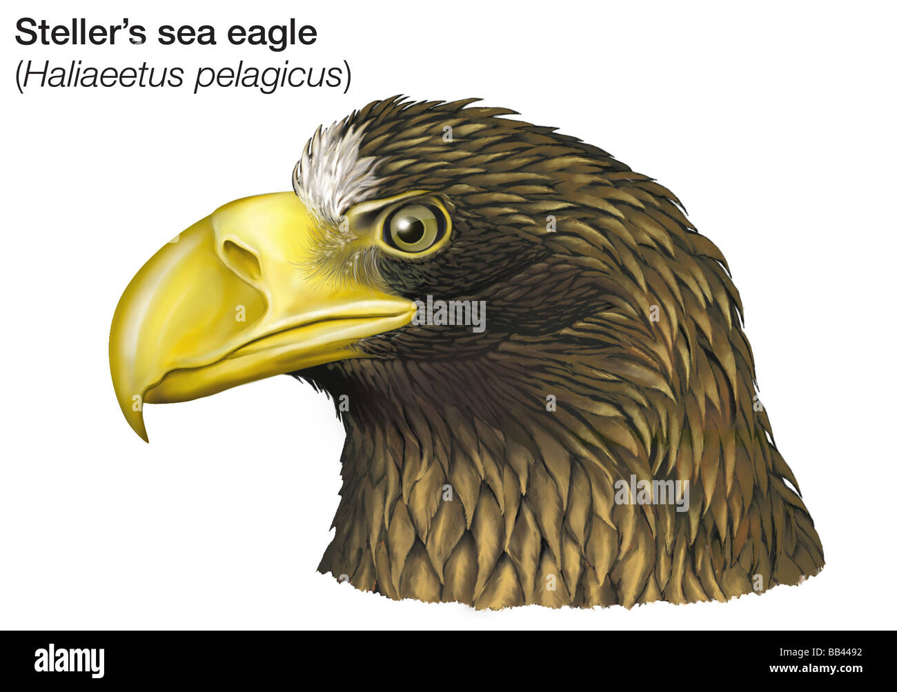 Chef de l'aigle de mer de Steller (Haliaeetus pelagicus) Banque D'Images