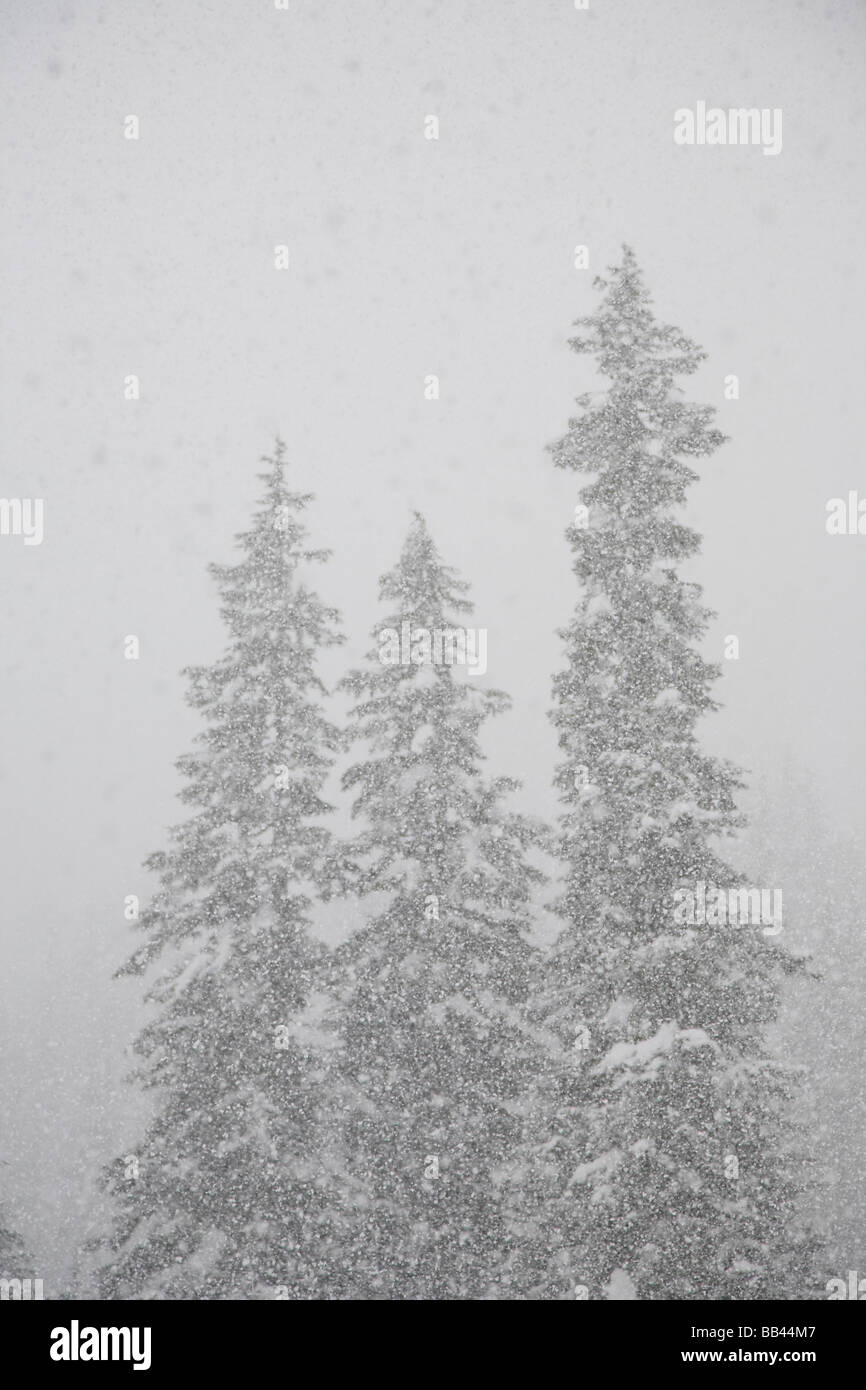 La neige a couvert les arbres sempervirents, North Bend, Washington. Banque D'Images