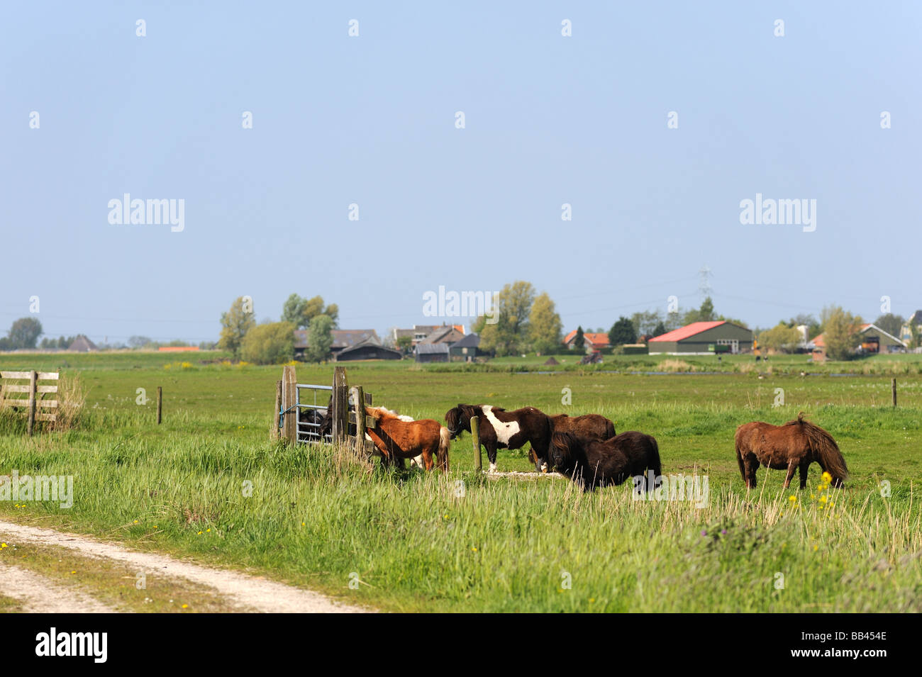 Dutch paysage plat avec des poneys dans les champs d'herbe Banque D'Images