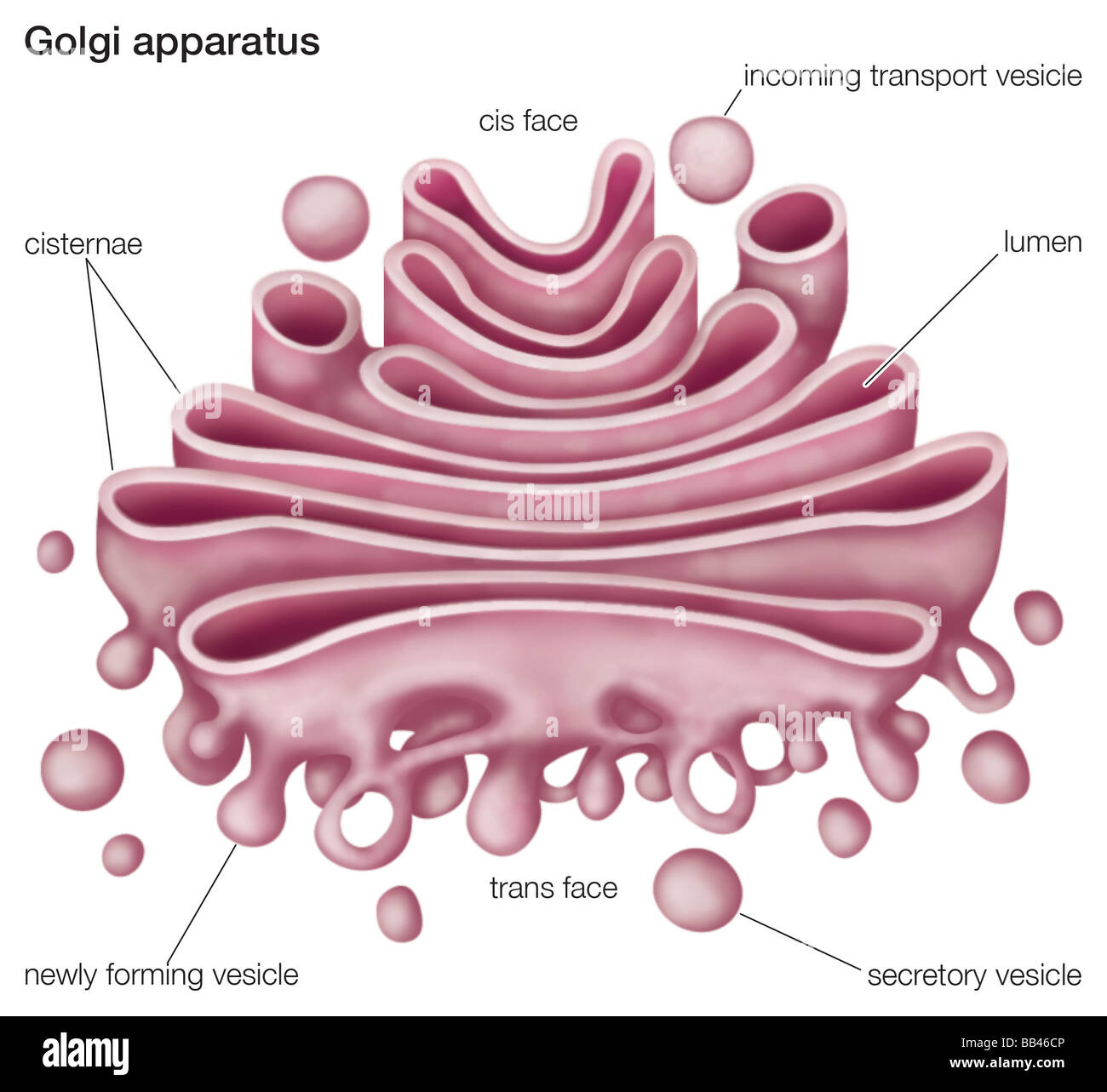 L'appareil de Golgi, ou complexes, joue un rôle important dans la modification et le transport des protéines dans la cellule. Banque D'Images