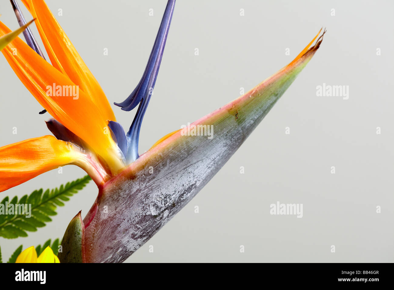 Madère oiseau du paradis Strelitzia reginae fleur Banque D'Images