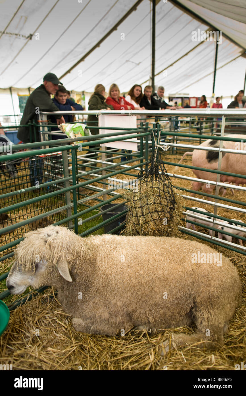 Les ovins des races rares au Cotswold Show 2008, Cirencester, Gloucestershire, Royaume-Uni Banque D'Images