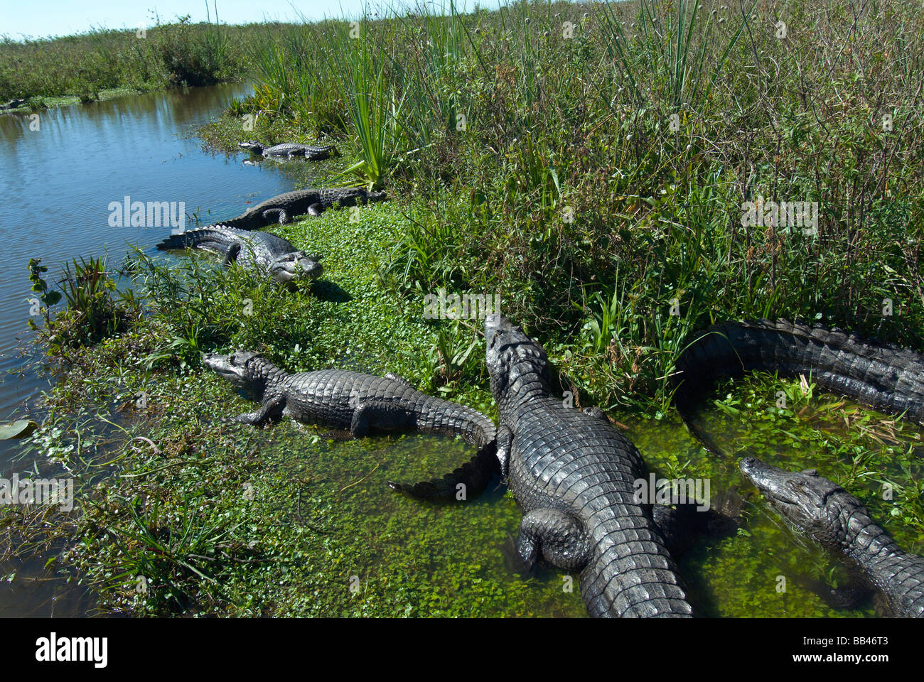 Un groupe de caiman (caiman yacare) ou Banque D'Images