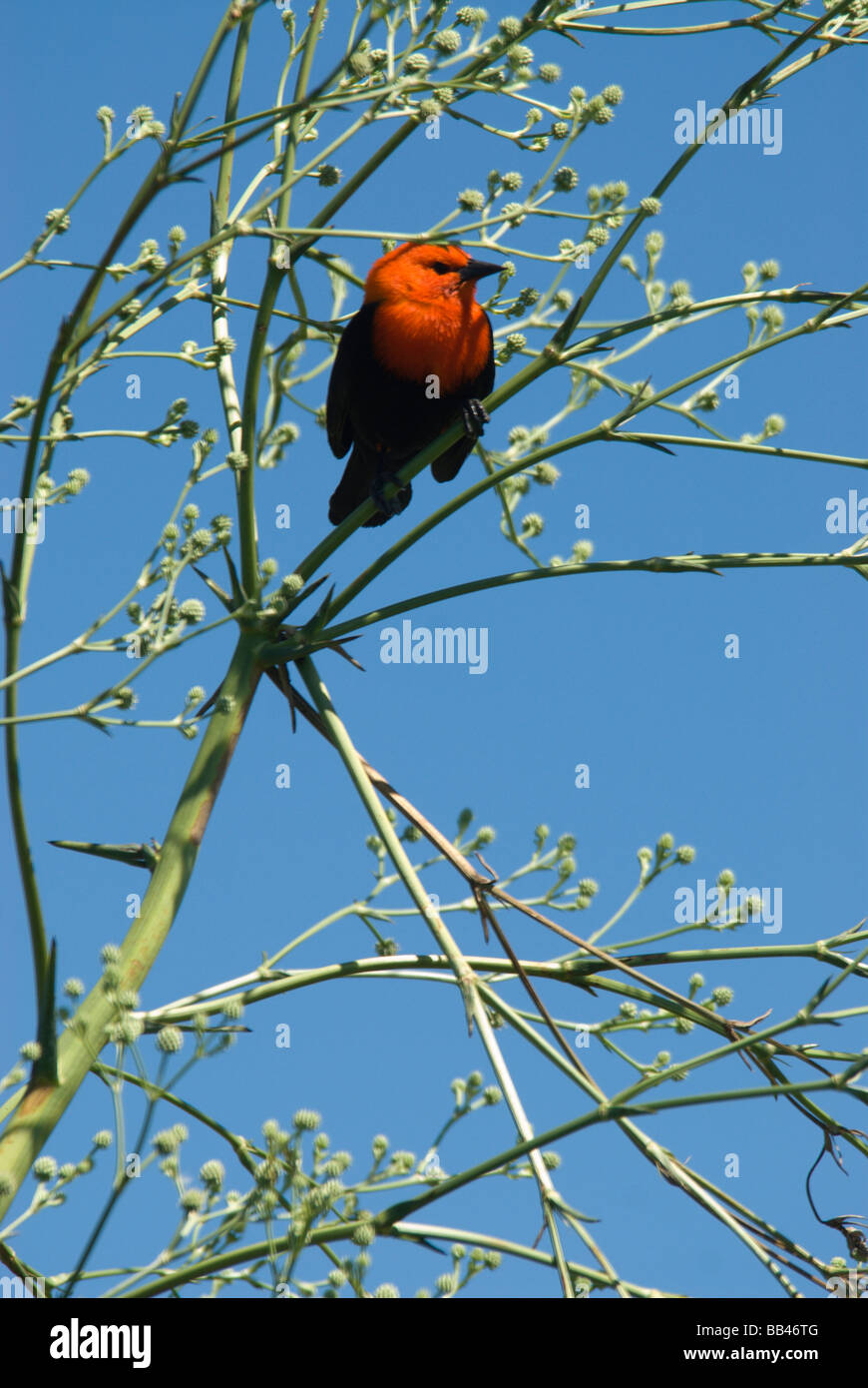 Un Carouge à tête rouge (Amblyramphus holosericeus) ou Banque D'Images