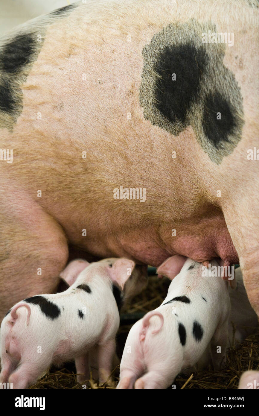 Gloucester vieux spot porcelet suckling avec sow, Gloucestershire, Royaume-Uni Banque D'Images