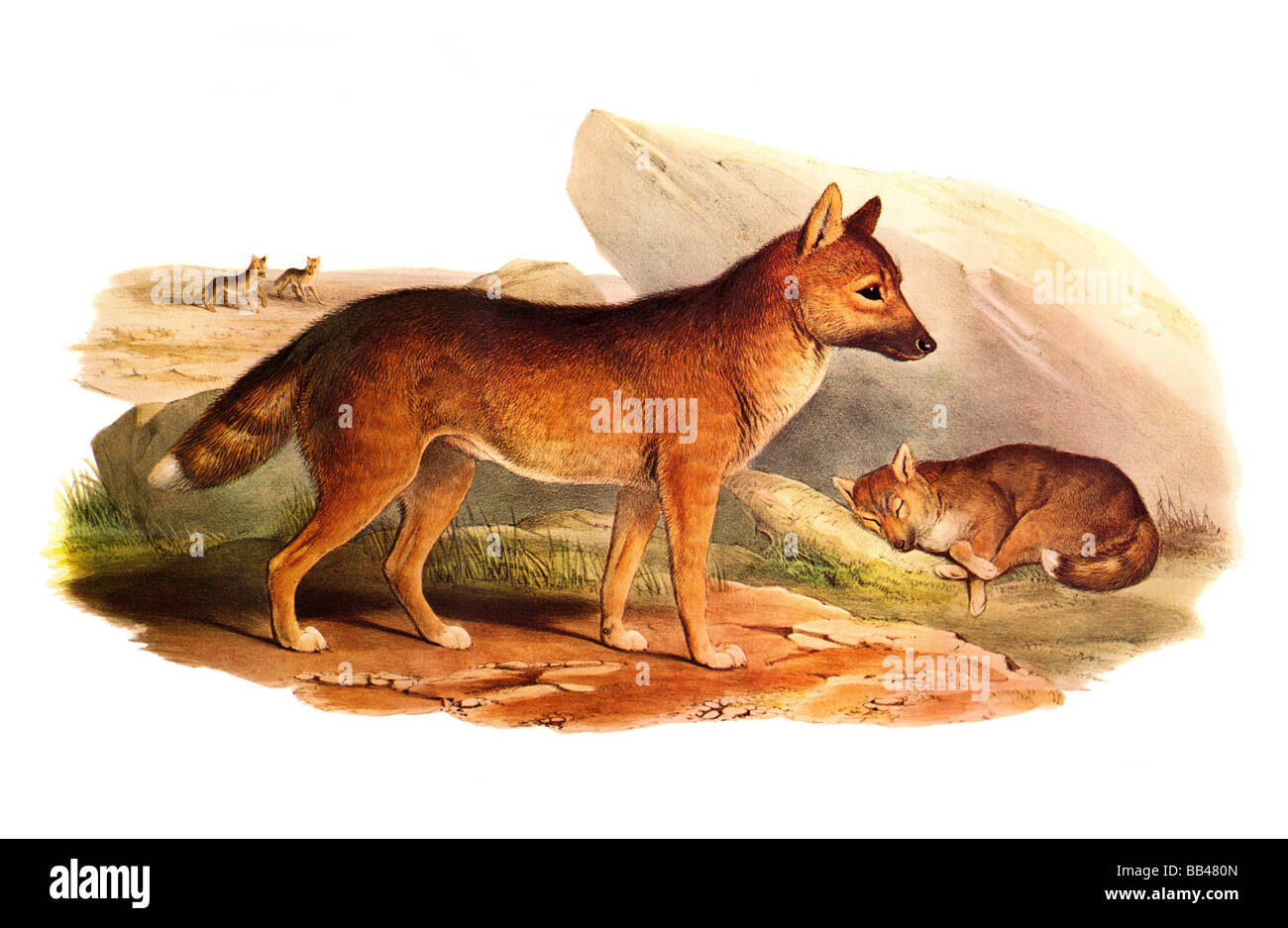 Illustration du chien sauvage d'Australie, le Dingo Banque D'Images