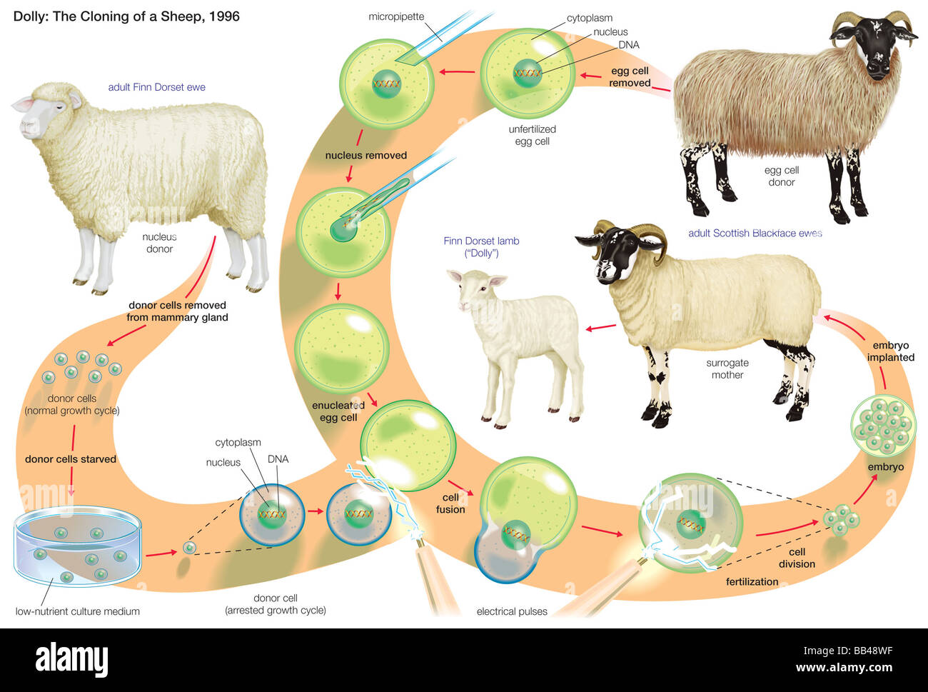 Le processus par lequel le Dolly, une femelle mouton Finn Dorset, est devenu le premier mammifère cloné avec succès en 1996. Banque D'Images