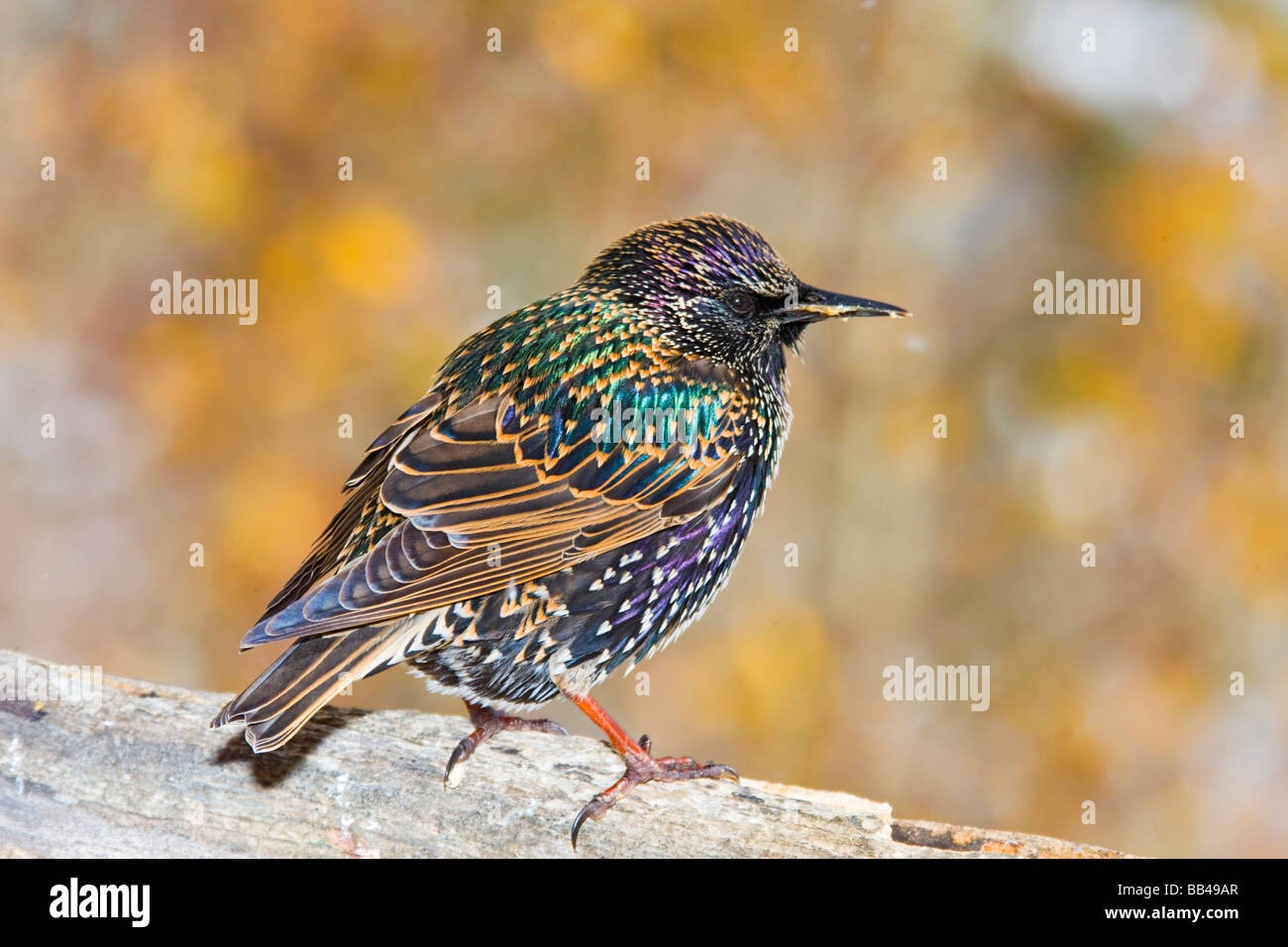 USA, Colorado, Frisco. Close-up of European Starling oiseaux debout sur le journal. Banque D'Images