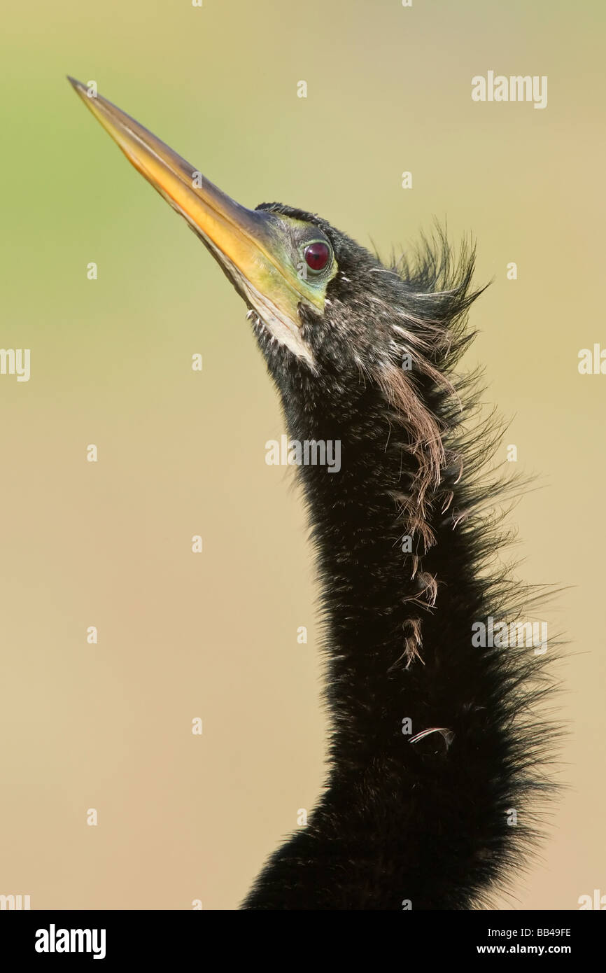Le cou et la tête close up of a male Anhinga Banque D'Images