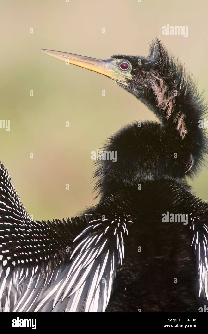 Un homme adulte Anhinga sécher lui-même après une session de pêche à la Banque D'Images