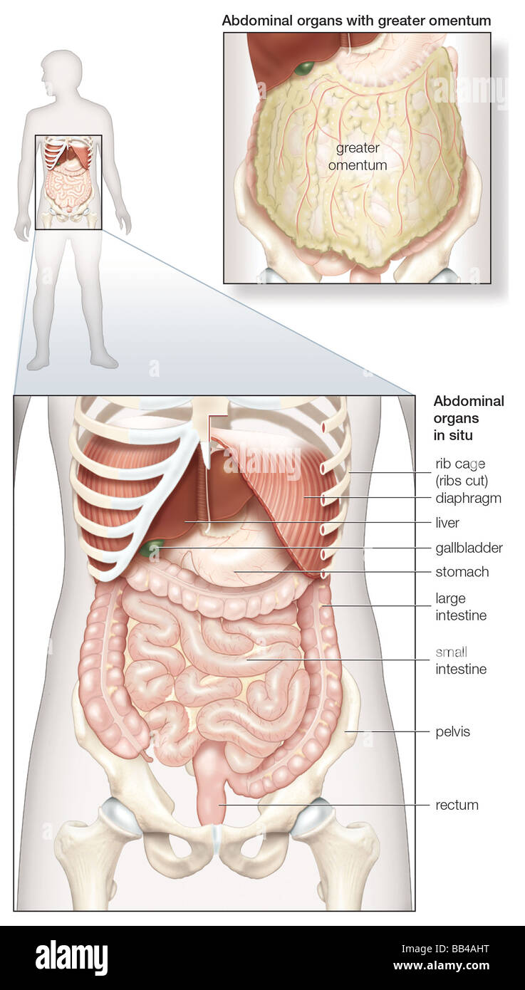Diagramme de la cavité abdominale humaine, montrant les organes digestifs in situ, ainsi que couverts par l'omentum Banque D'Images