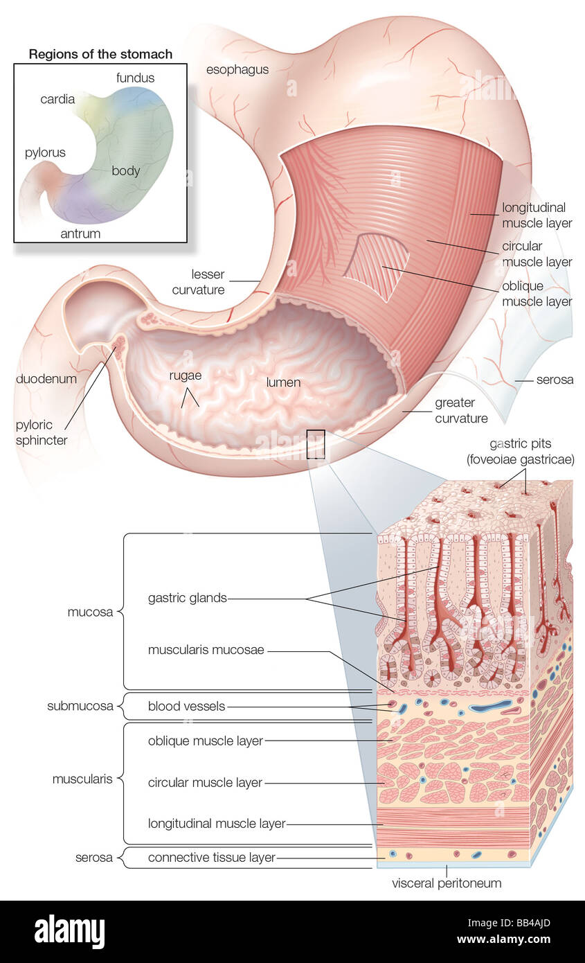 Schéma de la muqueuse et la musculature de l'estomac humain plus les cartouches de l'histologie et les régions Banque D'Images