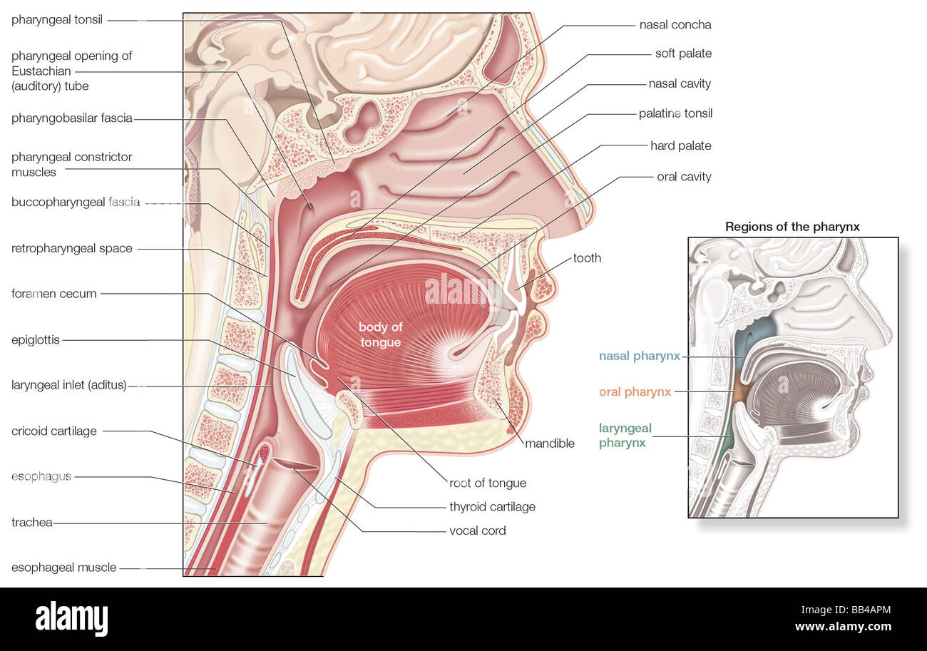Section sagittale du pharynx, avec un carton intérieur de ses régions Banque D'Images