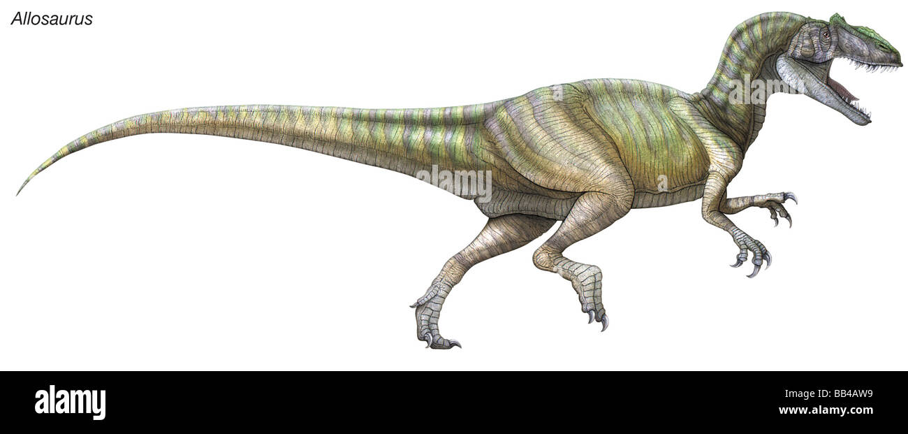 L'Allosaurus ('Autres lizard'), d'un grand dinosaure predatorial redoutable, de la fin du Jurassique Banque D'Images