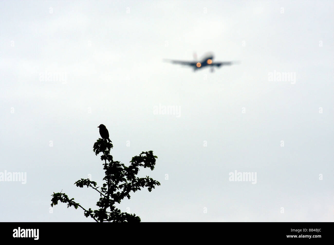 Silhouette de Chardonneret assis sur un arbre à l'atterrissage d'un aéronef à l'aéroport de Heathrow en arrière-plan Banque D'Images