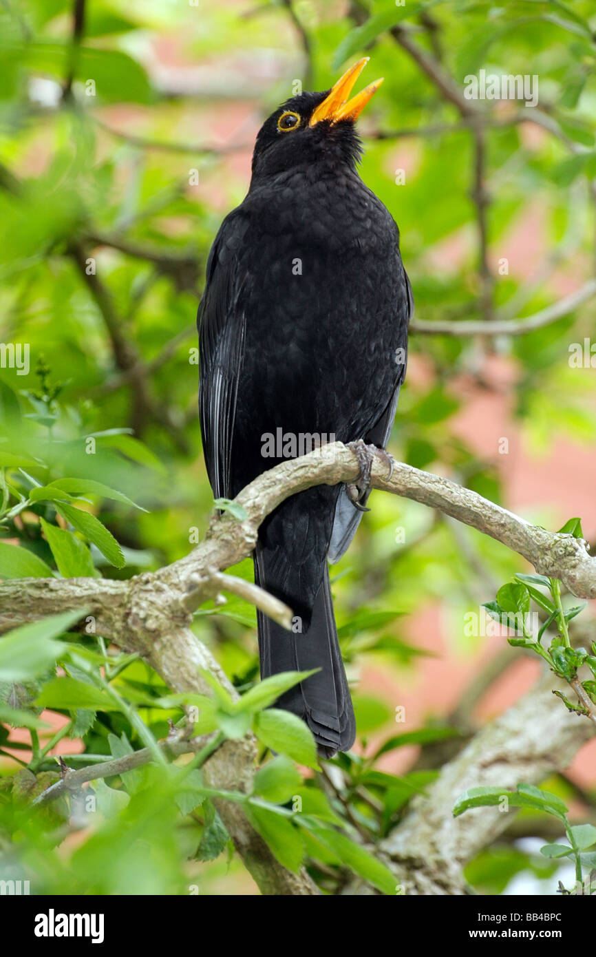 Blackbird mâle chantant sur une branche Banque D'Images