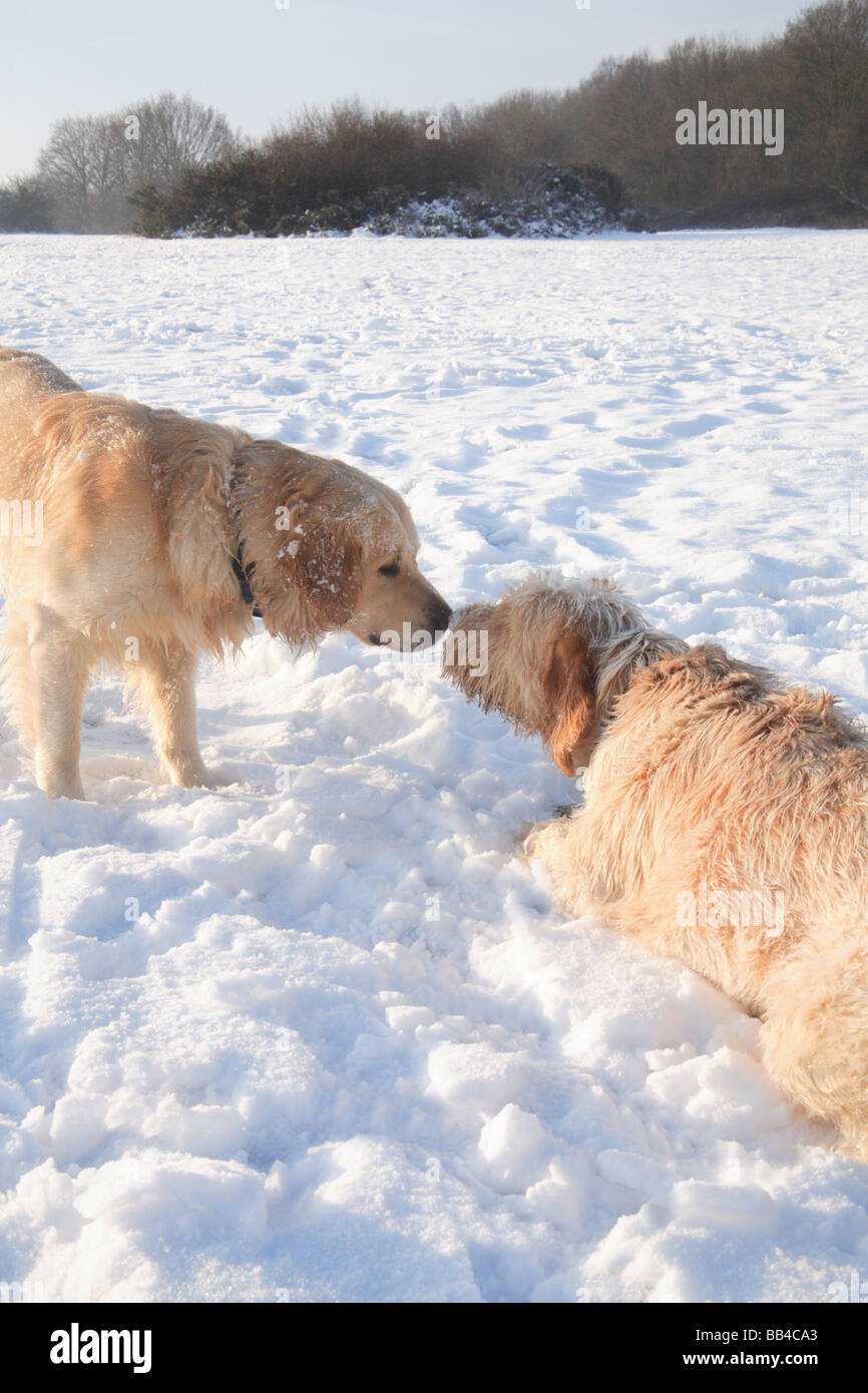 Spinone italien et du Labrador chien dans la neige Banque D'Images