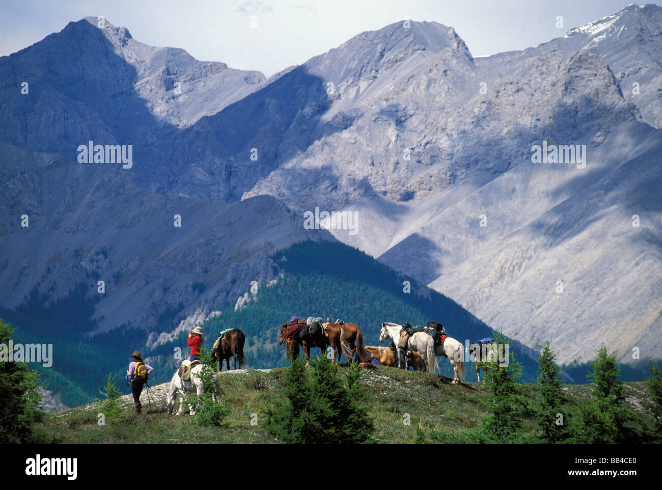 Randonnées à cheval, le Parc National de Khövsgöl, Mongolie Banque D'Images