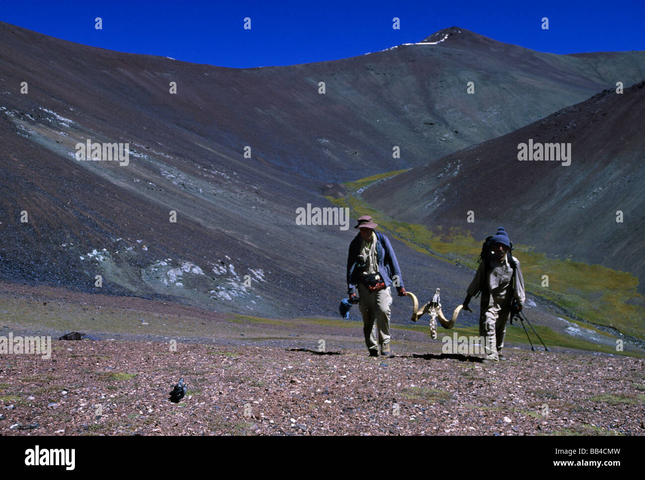 G. Schaller biologiste exerçant son loup-tué des moutons Marco Polo, peu de Pamir, Afghanistan, Wakhan. Banque D'Images