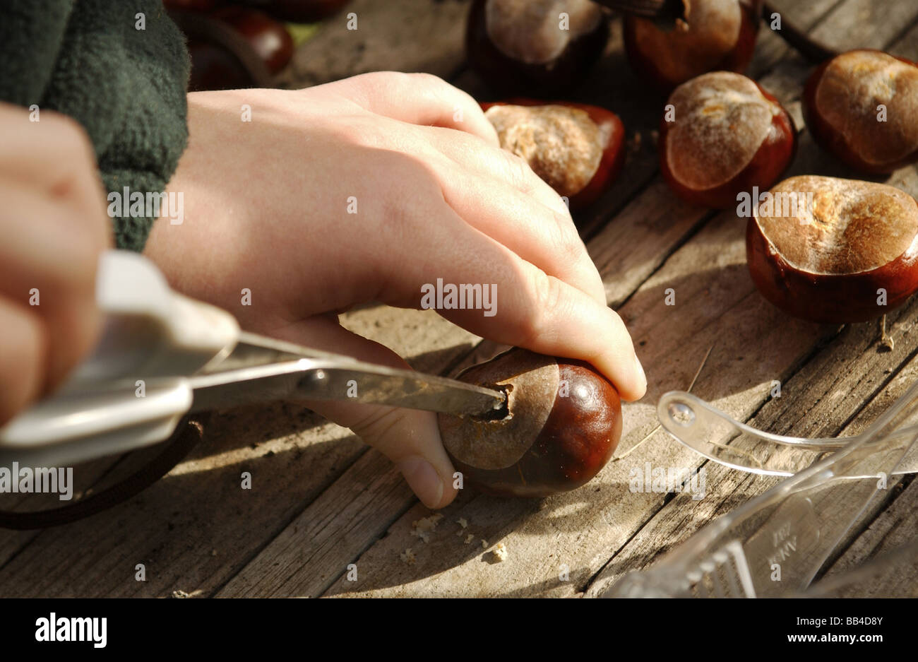 Un garçon qui met des conkers Banque D'Images