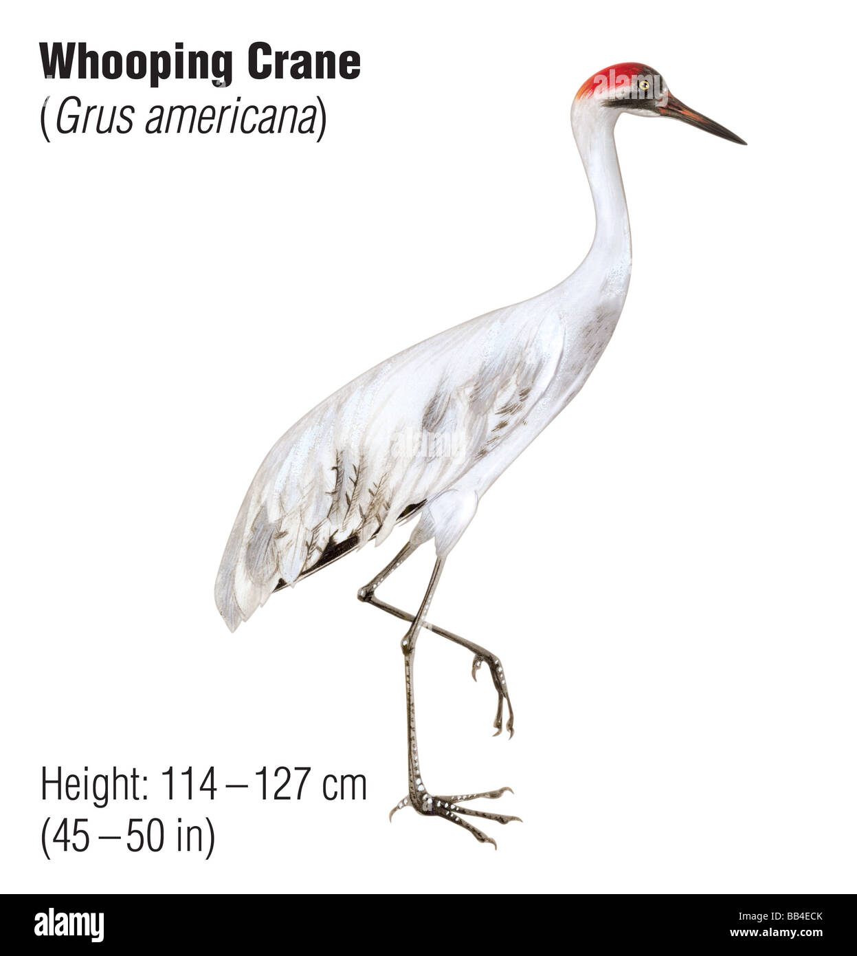 Grue blanche (Grus americana), une espèce en voie de disparition Banque D'Images