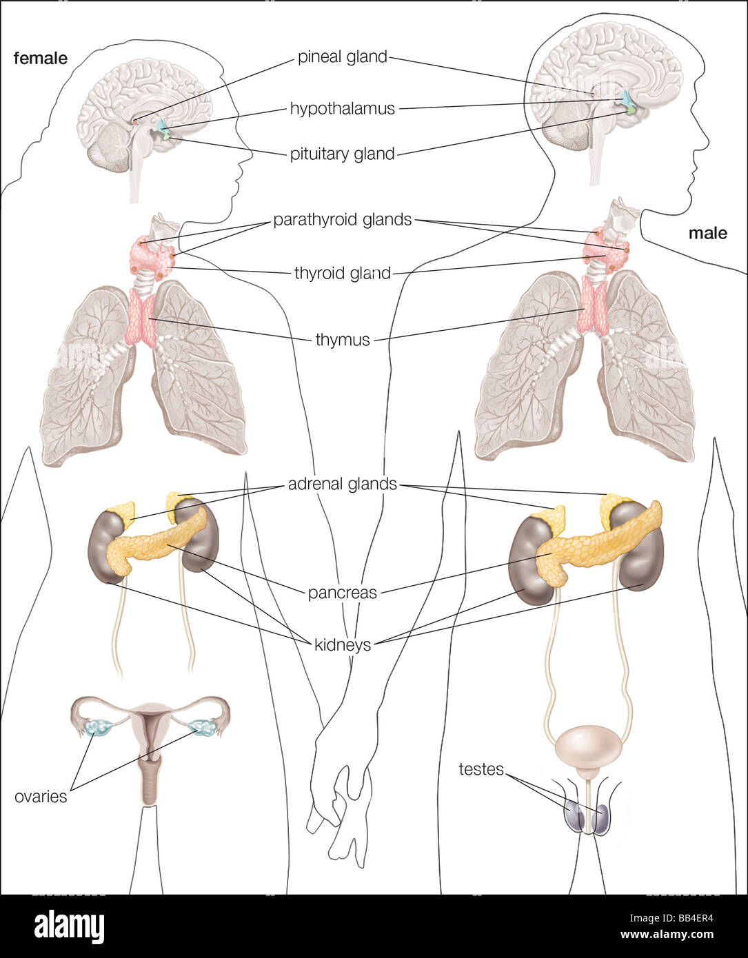 Les principales glandes de la femme et les droits de l'homme système endocrinien. Banque D'Images
