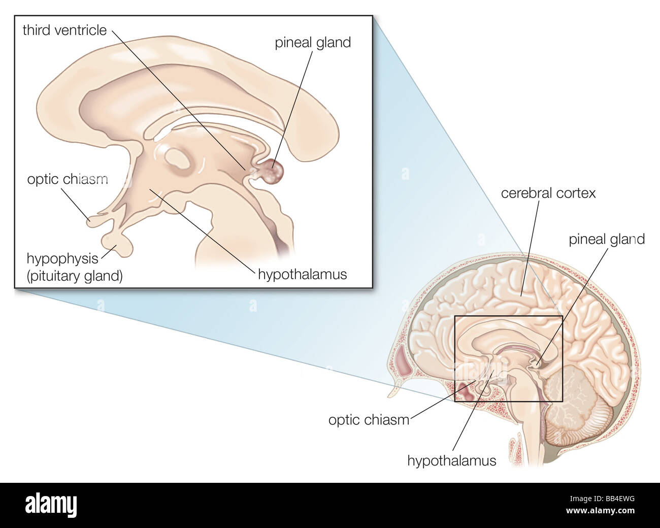 L'épiphyse. Banque D'Images