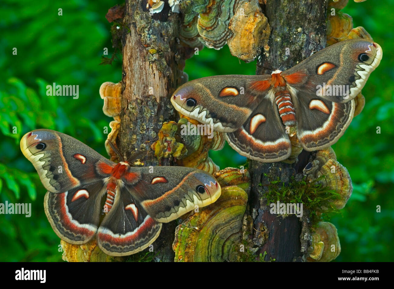 Cecropia moth robin moth hyalophora Banque de photographies et d’images ...
