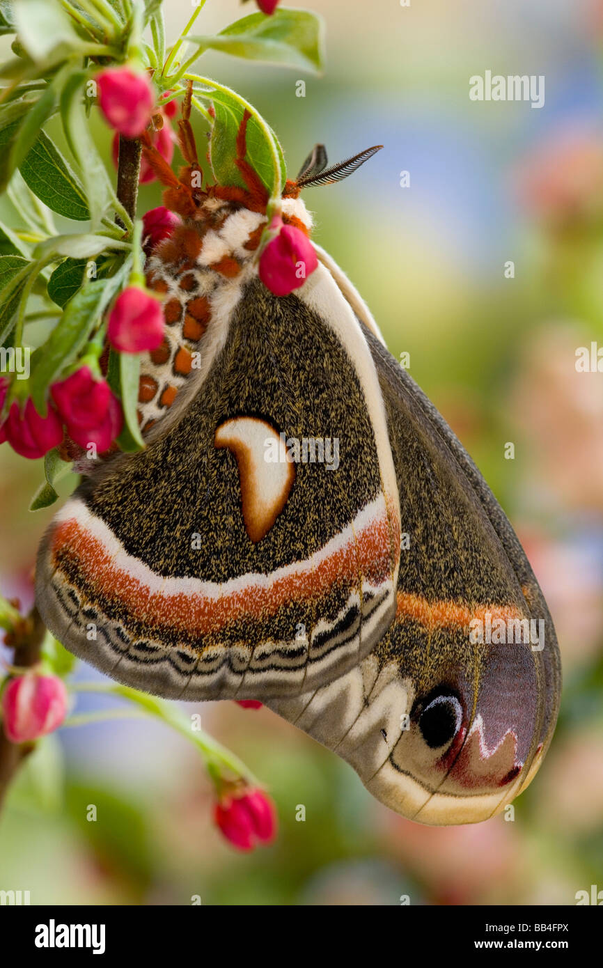 Cecropia moth hyalophora cecropia wing Banque de photographies et d ...